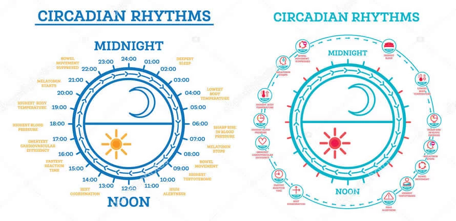 Graficki prikaz cirkadnog ritma.
